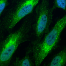 Bax antibody