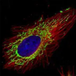 COX4 antibody