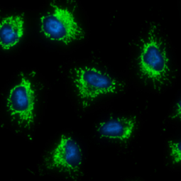 HSP60 antibody