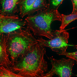 Prohibitin antibody