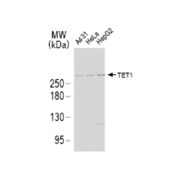 TET1 antibody [N3C1] 