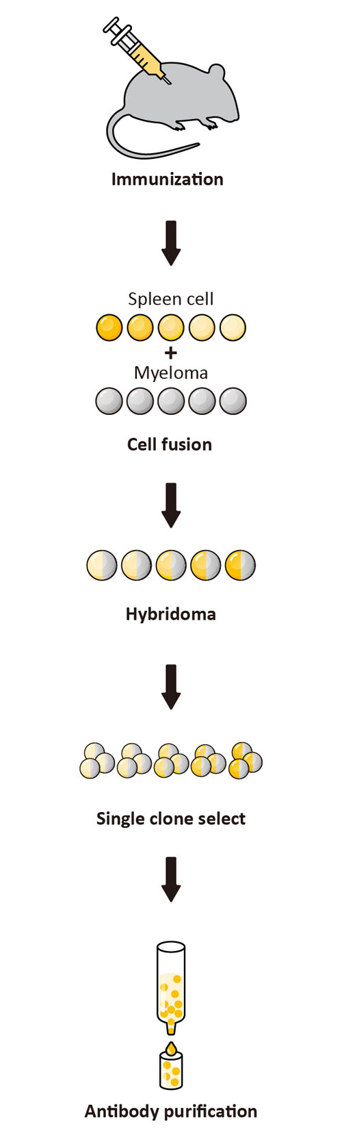 Monoclonal Antibodies