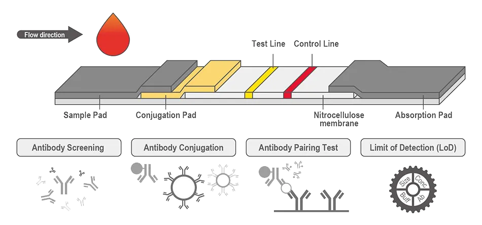 Lateral Flow Assay (LFA) Development Service