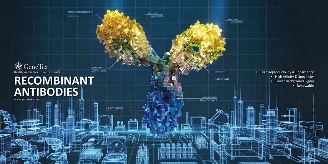 Recombinant Antibodies header