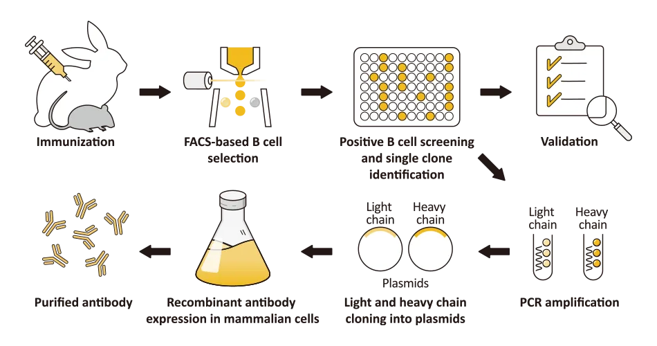Recombinant Antibodies 1-1