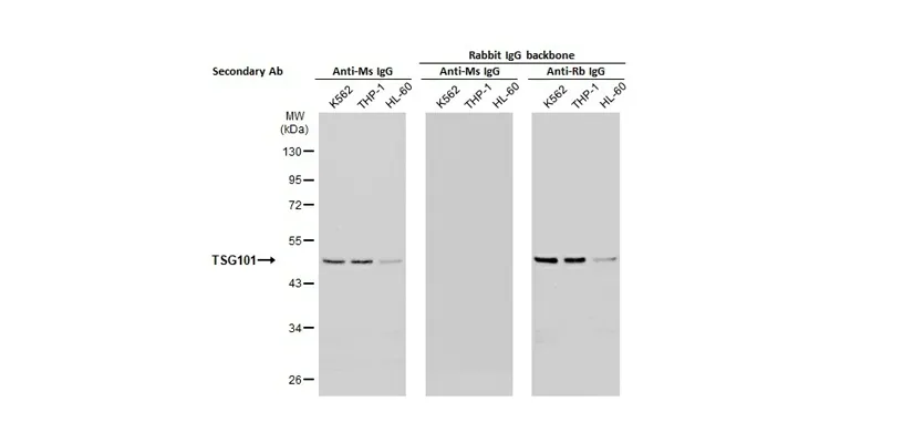 Backbone switch from a cloned mouse IgG antibody to a rabbit IgG antibody.