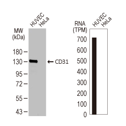 CD31 antibody [HL3991]