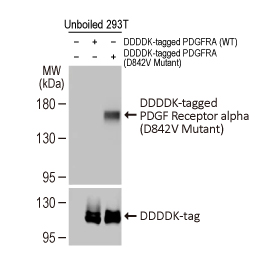 PDGF Receptor alpha (D842V Mutant) antibody [HL5800]
