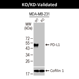 PD-L1 antibody [HL2985]