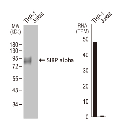 SIRP alpha antibody [HL3149]