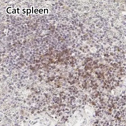 CD28 antibody [HL1589]