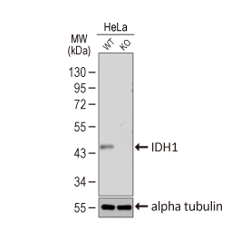 IDH1 antibody [GT1521]