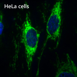 IDH2 antibody [GT673]