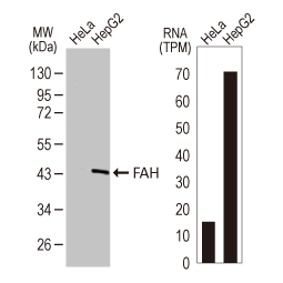 FAH antibody [HL1972]
