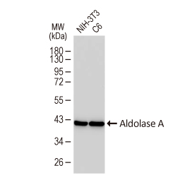 Aldolase A antibody [HL6080]