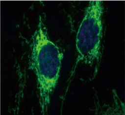 IDH2 antibody