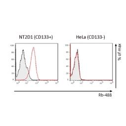 CD133 antibody [HL1631]