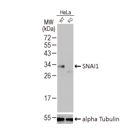 SNAI1 antibody [HL2303]