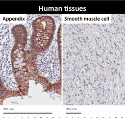 E-Cadherin antibody [HL1229]