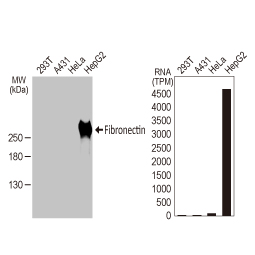 Fibronectin antibody [HL2761]