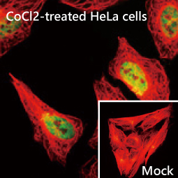 HIF1 alpha antibody [HL3154]