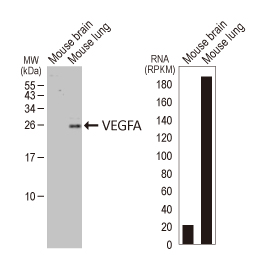 VEGFA antibody [HL1755]