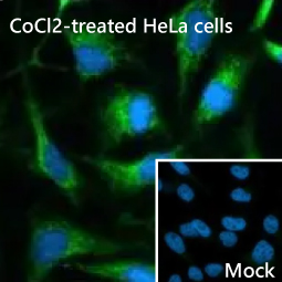 BNIP3L antibody [HL1203]