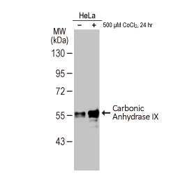 Carbonic Anhydrase IX antibody [HL1410]