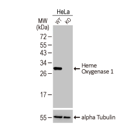 Heme Oxygenase 1 antibody [HL1780]