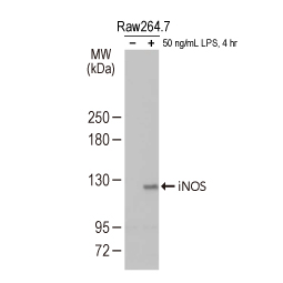 iNOS antibody [HL1213]