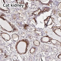 EPO antibody [HL1794]