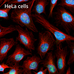 c-Myc antibody [HL6095]
