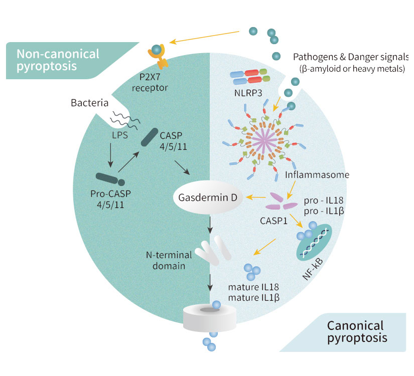 Cell Cycle