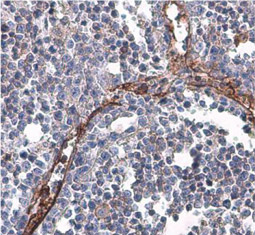 CD31 antibody(GTX110602)