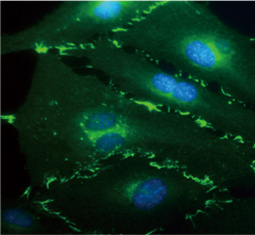 VE-cadherin antibody(GTX633705)