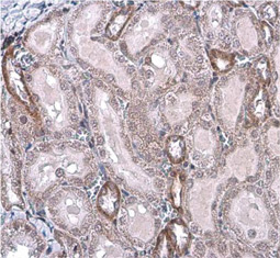 eNOS (phospho Ser1177) antibody (GTX129058)
