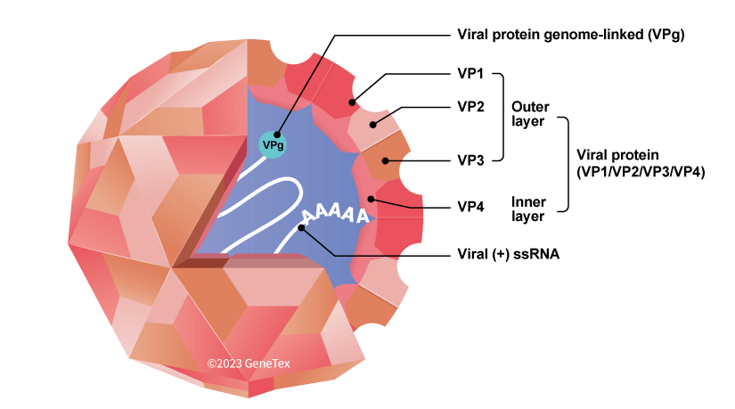 Figure 1. The EV71 virion