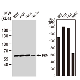 PKM antibody