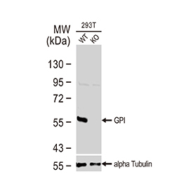 GPI antibody