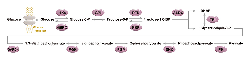 Glycolysis