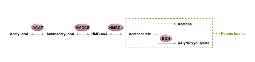 Pentose Phosphate Pathway