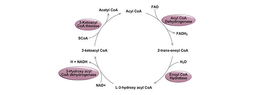 beta-Oxidation