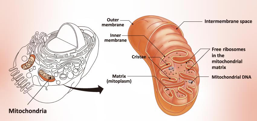 Mitochondria
