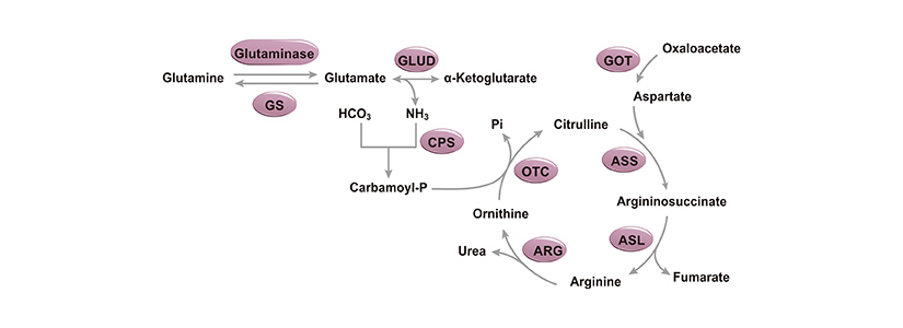 Nitrogen Metabolism