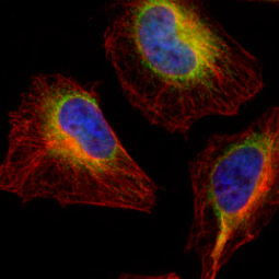 PDI antibody [N1N3]