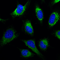 GRP94 antibody