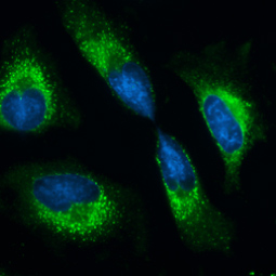 Grp78 antibody