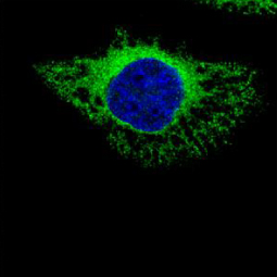 ERP72 antibody