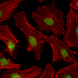 PCNA antibody
