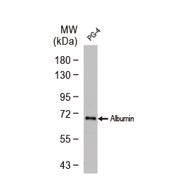 Albumin antibody